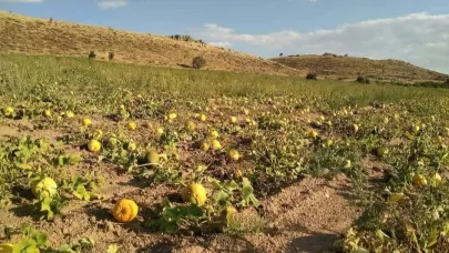 Kabak üreticileri, yağış olmadığı için dertli