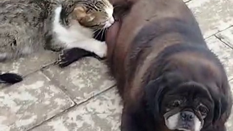 Görenler inanamadı, köpek kediyi sokak ortasında emzirdi