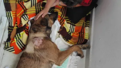 Köpeği önce aracıyla ezmeye çalıştı ardından tüfekle vurarak felç bıraktı