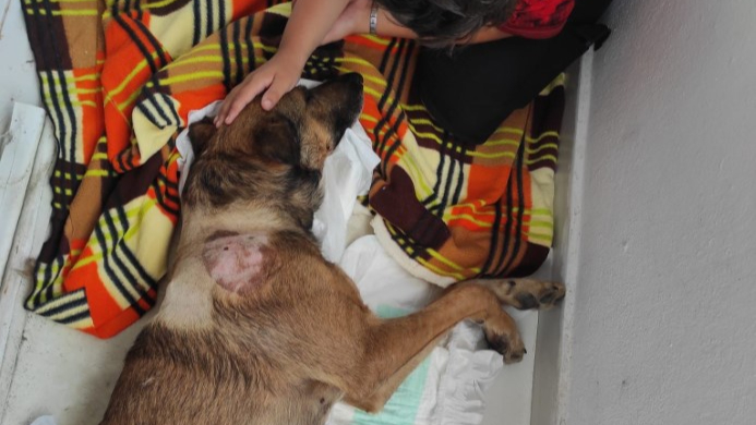 Köpeği önce aracıyla ezmeye çalıştı ardından tüfekle vurarak felç bıraktı