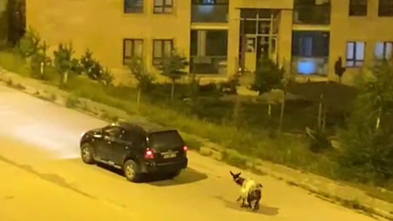 Kars’ta eşeği arabaya bağlayıp, zorla çekerek götürdüler.
