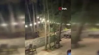 Aç kalan ayı restorana indi