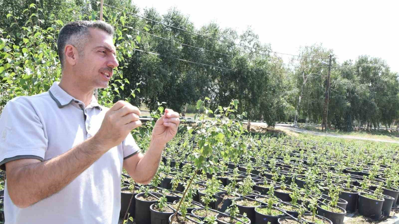 "Bölgede yıl sonuna kadar 908 bin fidan toprakla buluşturulacak"
