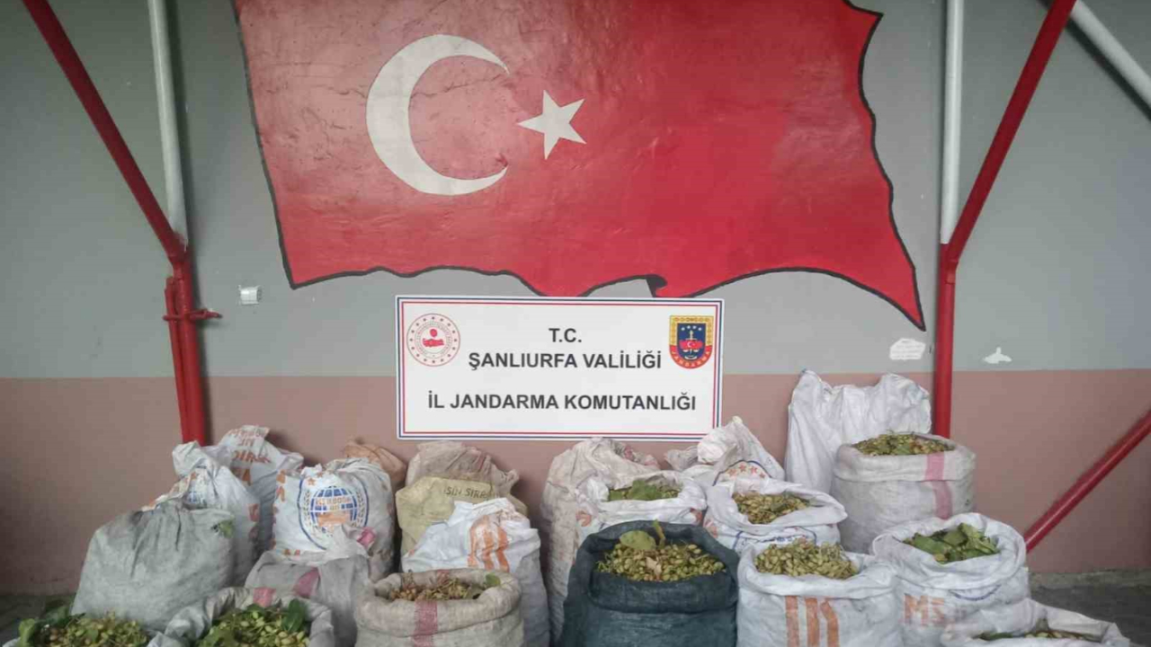 Şanlıurfa’da fıstık hırsızlığına 13 gözaltı