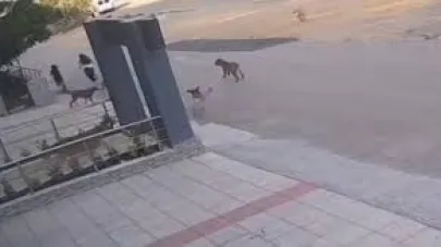 Bursa’da köpek saldırısından son anda kurtuldular