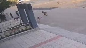 Bursa’da köpek saldırısından son anda kurtuldular