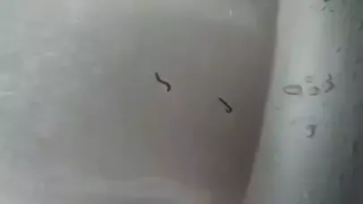 Tekirdağ’da içme suyu şebekesinden kurtlar çıktı