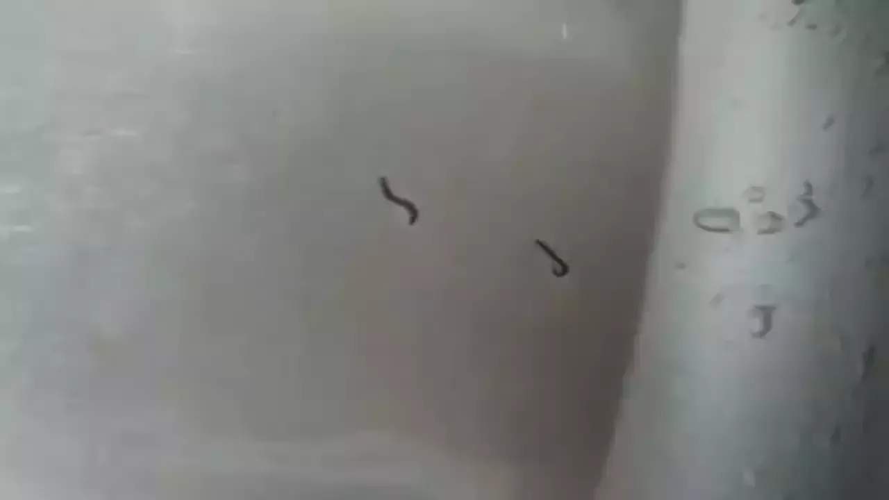 Tekirdağ’da içme suyu şebekesinden kurtlar çıktı