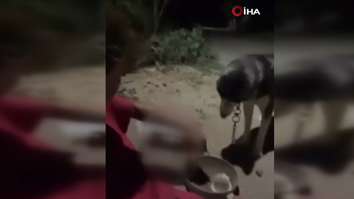 Ankara’da bir kişi köpeğine alkol içirdi