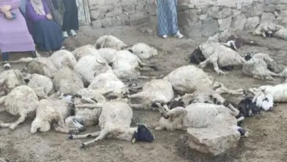 Van’da kurt saldırısı: 111 koyun telef oldu