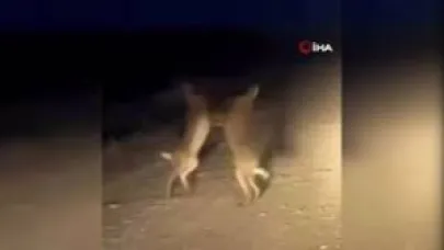 Boks maçını aratmayan anlar: Bayburt’ta iki yaban tavşanı kavga ederken görüntülendi