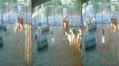 Yerdeki poşeti başına geçiren cüce keçi, diğer keçilerin kabusu oldu
