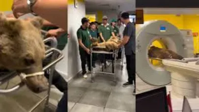 Hayvanat bahçesinde yediği meyveden rahatsızlanan ayının MR’ı çekildi