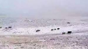 Erzurum’a mevsimin ilk karı yağdı