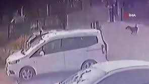 3 yaşındaki çocuğu köpekler kovaladı