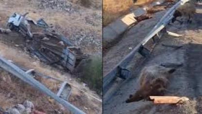 Bingöl’de hayvan taşıyan kamyon şarampole yuvarlandı