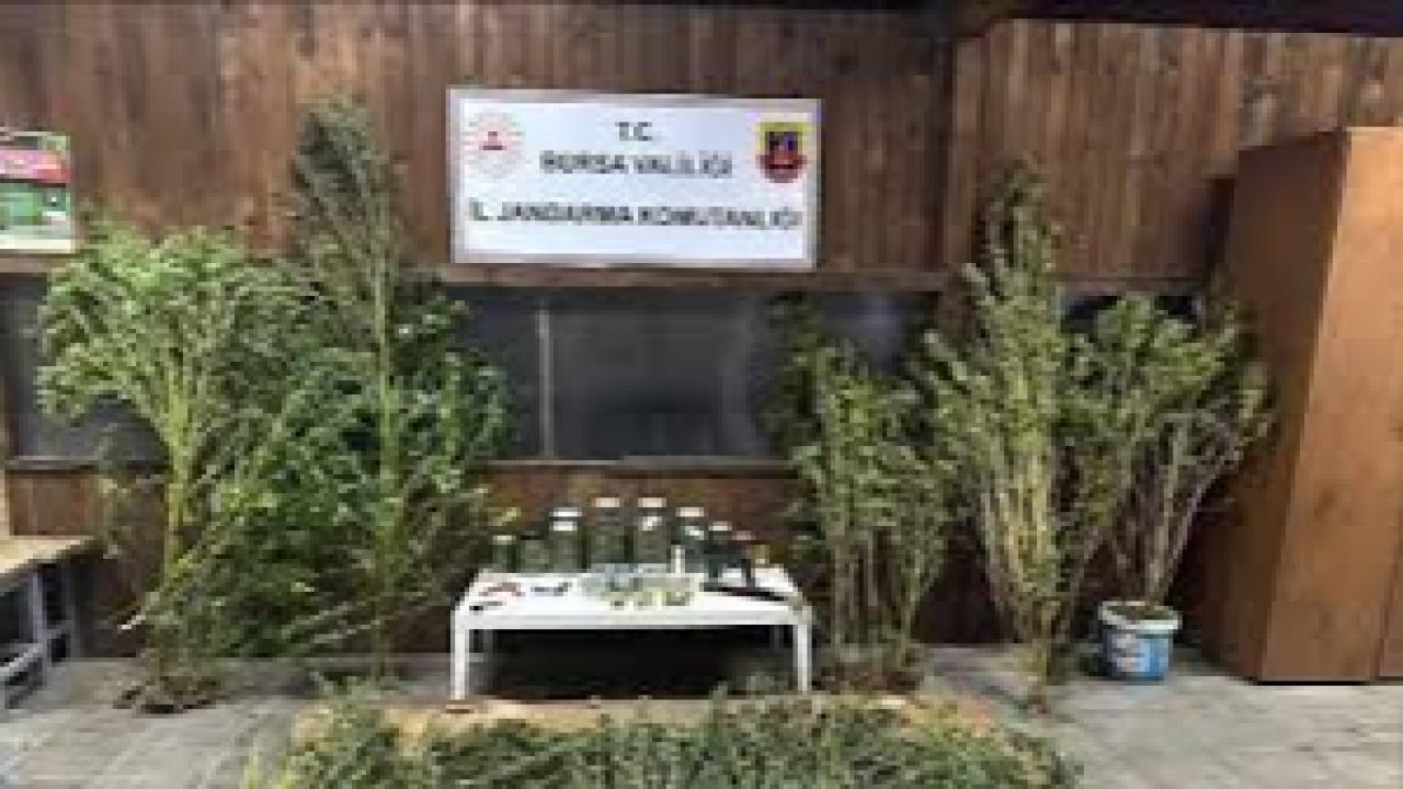 Bursa’da 9 kilo 400 gram esrar ele geçirildi
