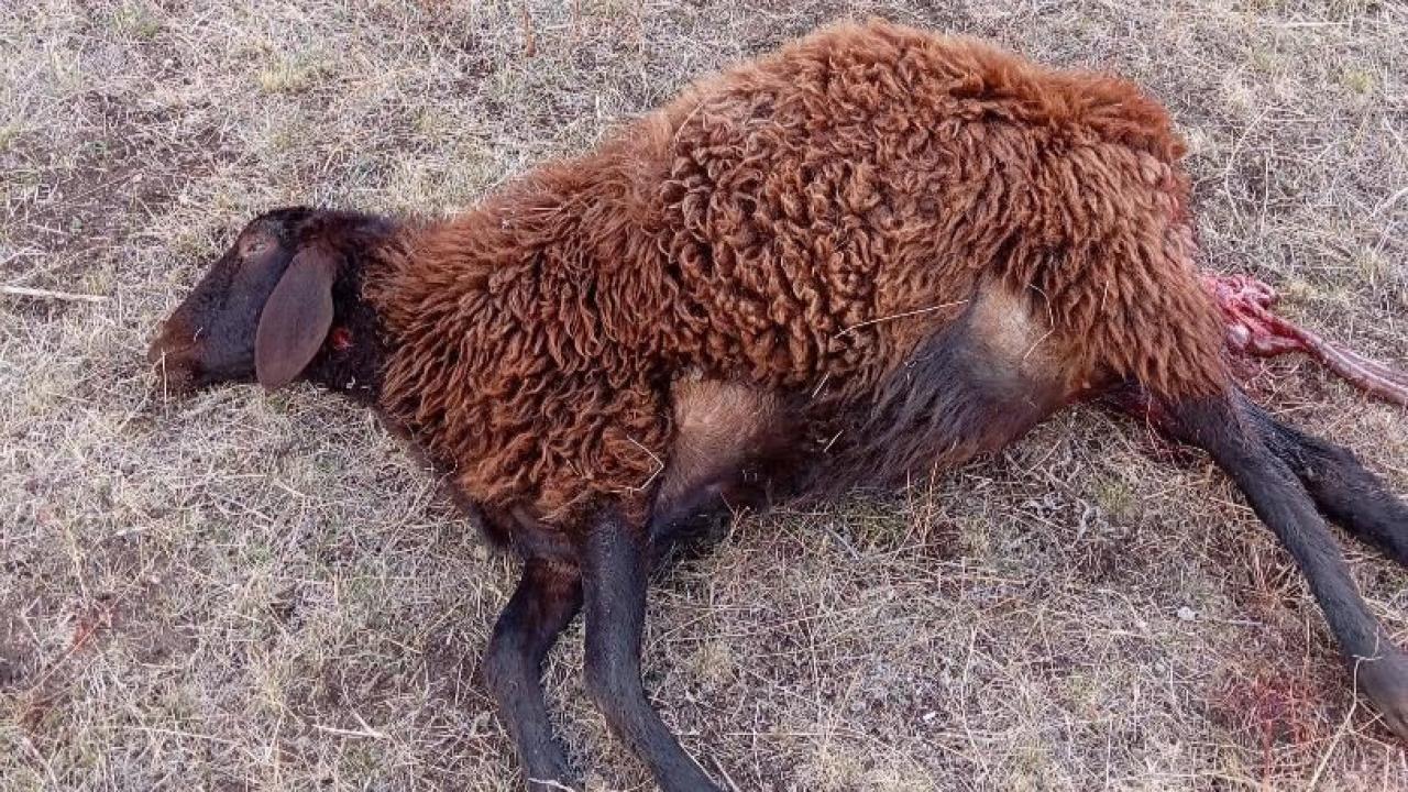 Horasan’da kurtlar sürüye daldı: 3 koyun telef oldu