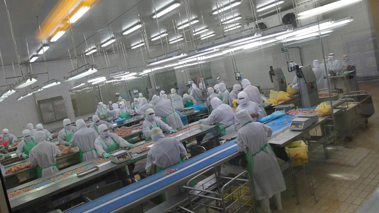 Japonya'da kuş gribi alarmı: Yaklaşık 460 bin tavuk itlaf edilecek