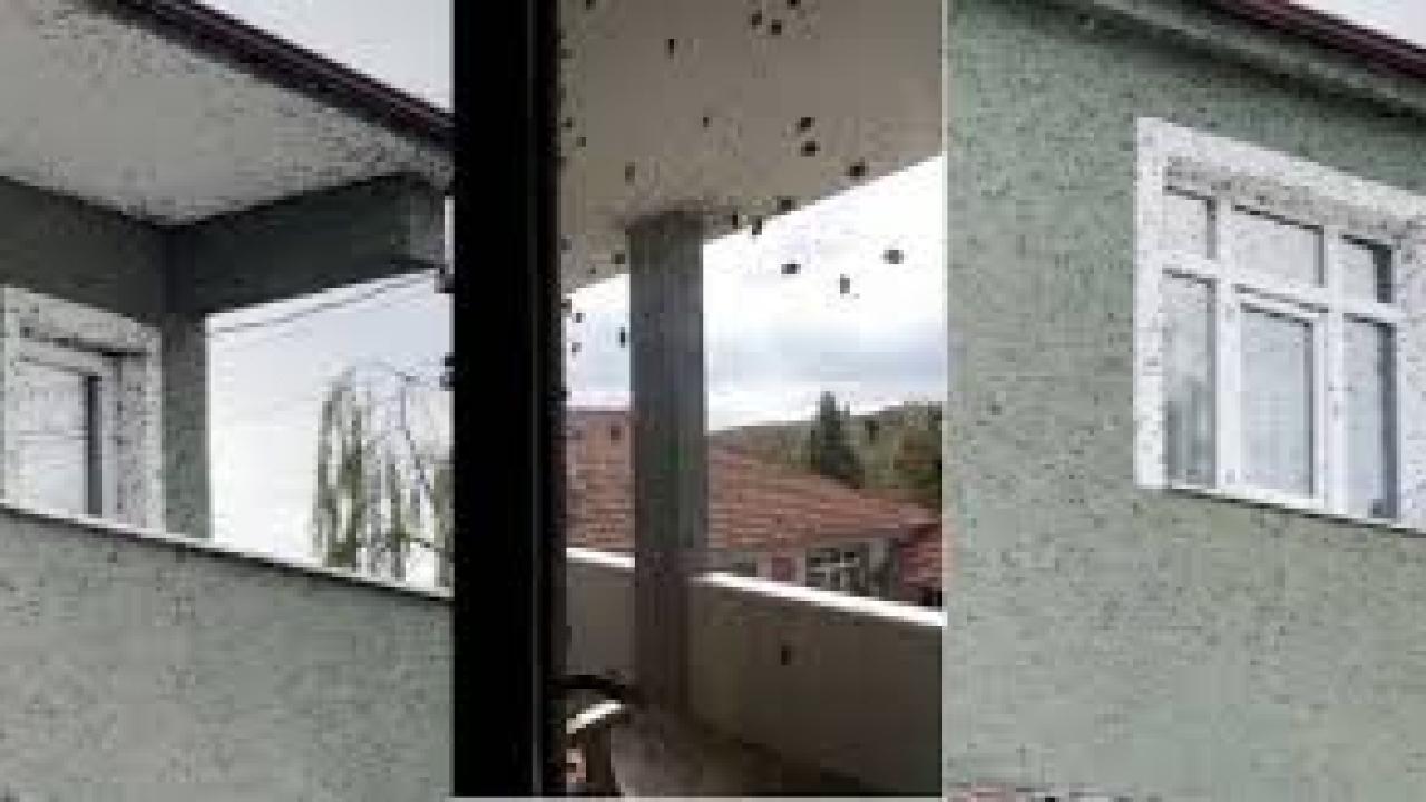 Kahverengi kokarcaların sardığı bina adeta renk değişti