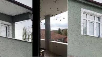 Kahverengi kokarcaların sardığı bina adeta renk değişti