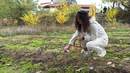 Kilogramı 600 bin liradan satılacak