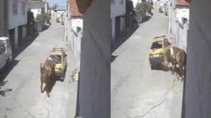 Kızgın boğa, hırsını otomobilden çıkarttı