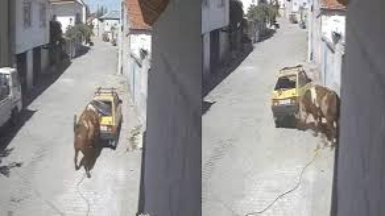 Kızgın boğa, hırsını otomobilden çıkarttı
