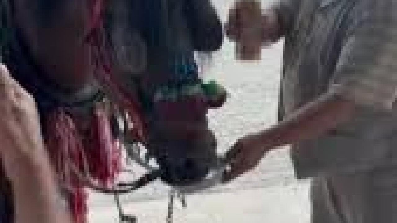 Muğla’da &quot;Bu kadarı olmaz&quot; dedirten görüntüler: Ata alkol içirdiler