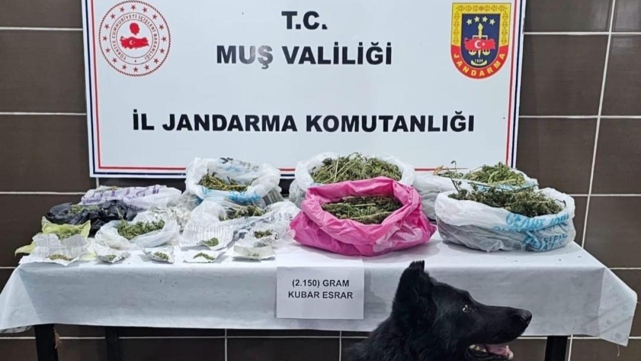 Muş’ta uyuşturucu operasyonu: 1 gözaltı
