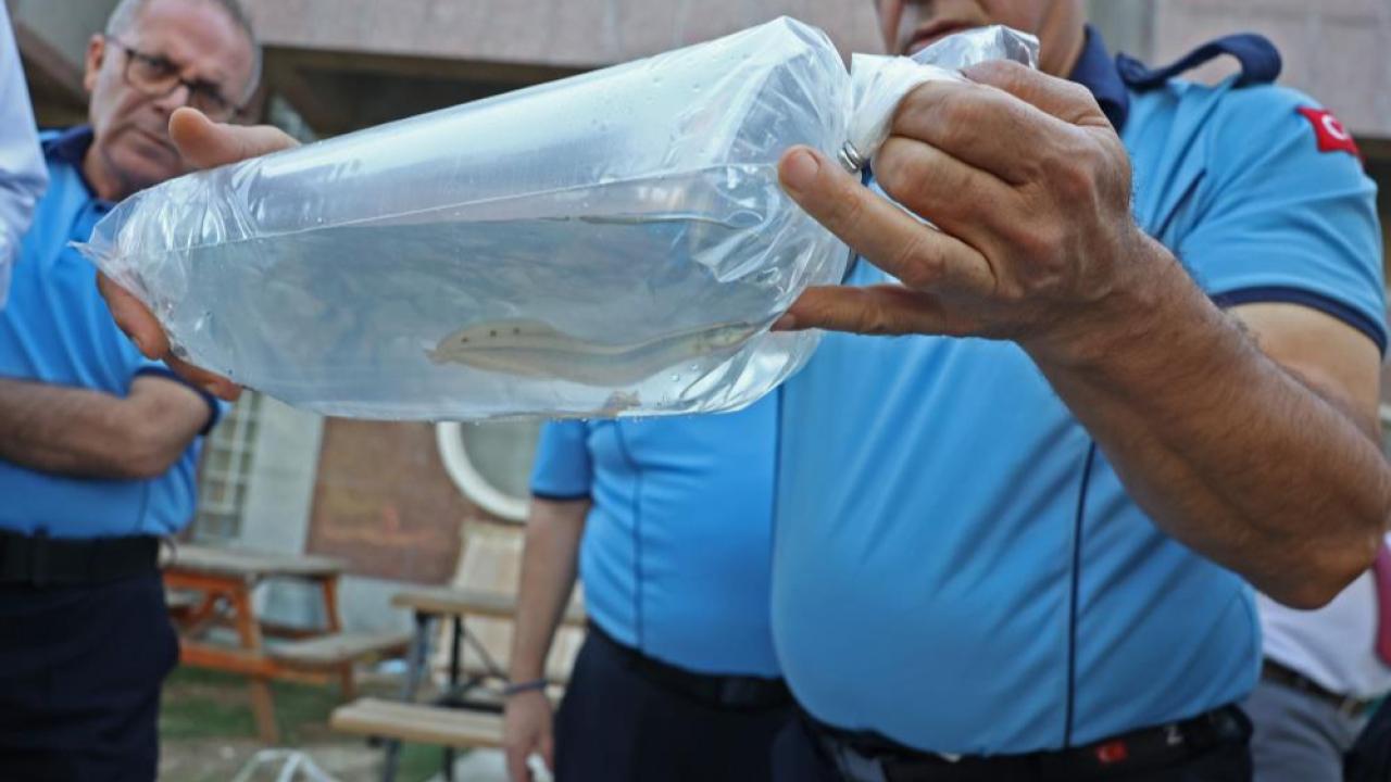 Tayland’tan süs balıkları, Tokat’tan horoz, İstanbul’dan kalkan balığı