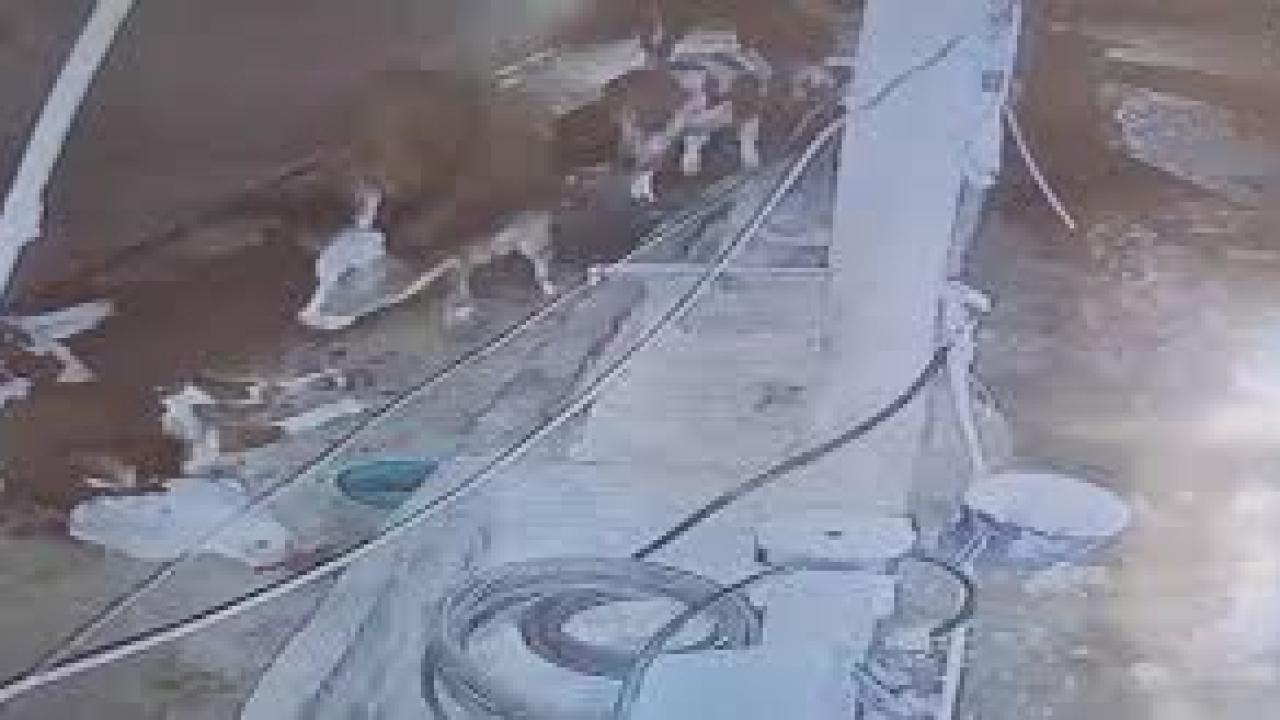 Yıldırım hayvan çiftliğine isabet etti: 3 inek telef oldu