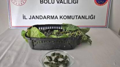 Yolcu otobüsünde 500 yasaklı su kaplumbağası ele geçirildi