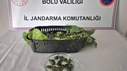 Yolcu otobüsünde 500 yasaklı su kaplumbağası ele geçirildi