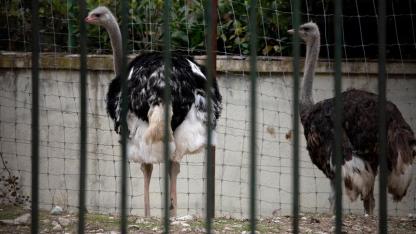 Avrupa'da kuş gribi alarmı!