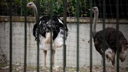 Avrupa'da kuş gribi alarmı!