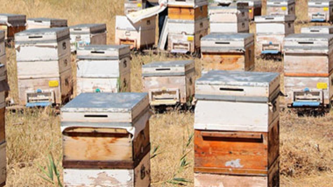 Çat balı için tescil başvurusu yapıldı