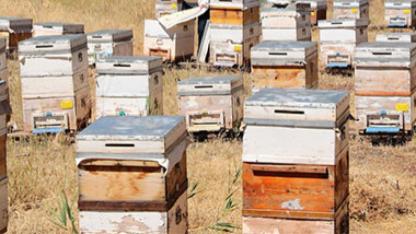 Çat balı için tescil başvurusu yapıldı