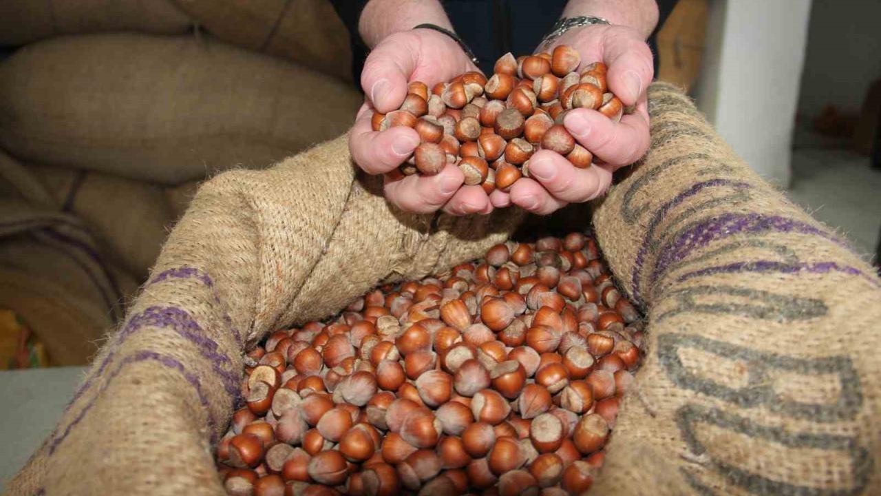 Giresun’da fındık fiyatları tekrar yükselişe geçti