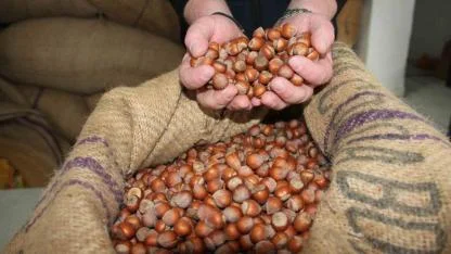 Giresun’da fındık fiyatları tekrar yükselişe geçti