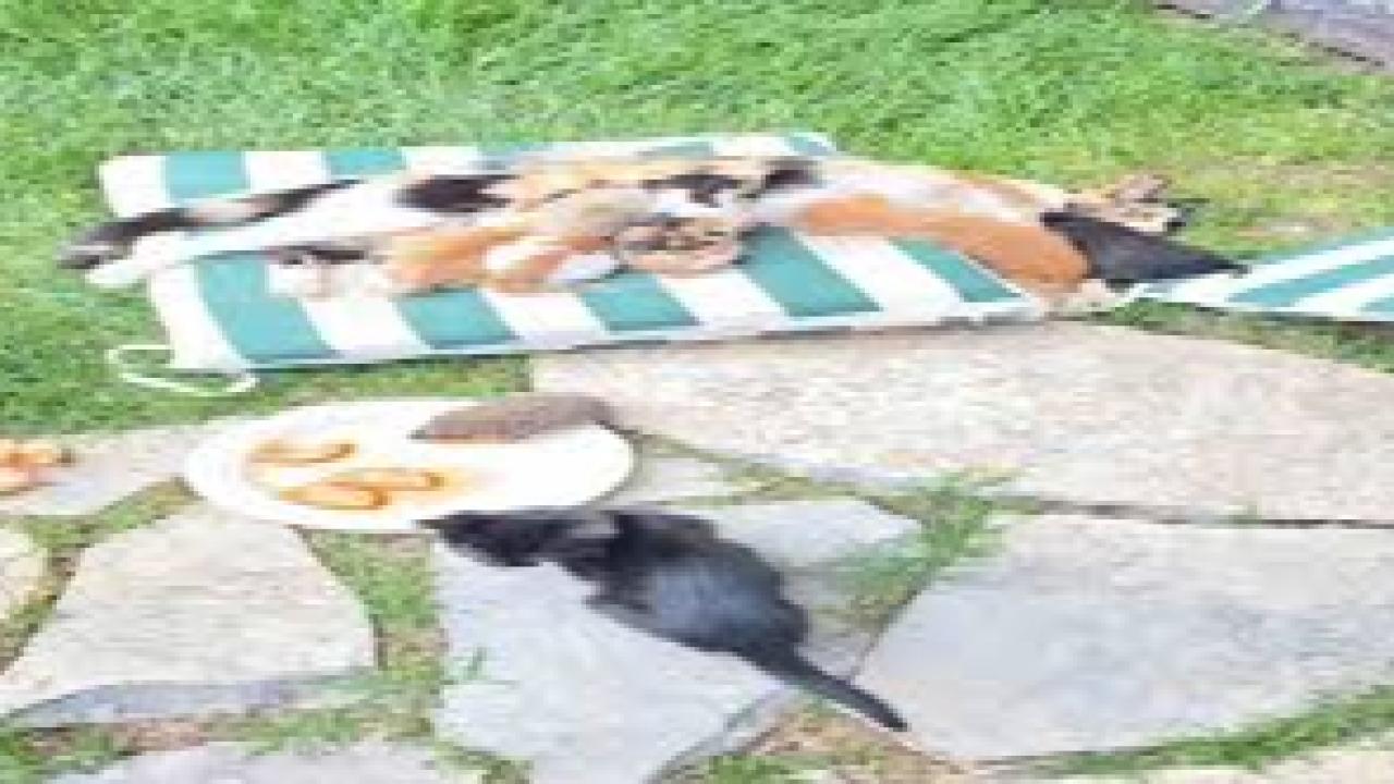 Kedi ve kirpilerin &quot;süt kardeşliği&quot;