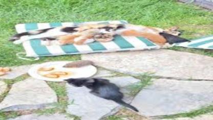 Kedi ve kirpilerin "süt kardeşliği"