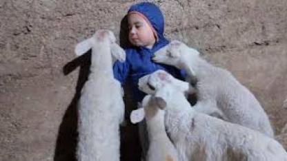 Kuzuların arasında kalan minik Yusuf’un tatlı halleri gülümsetti