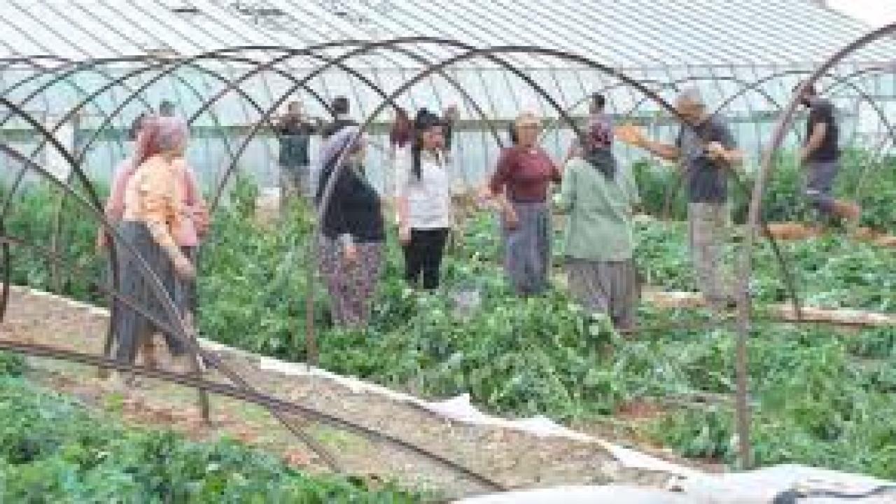 Mersin’de fırtına ve hortum seralara zarar verdi