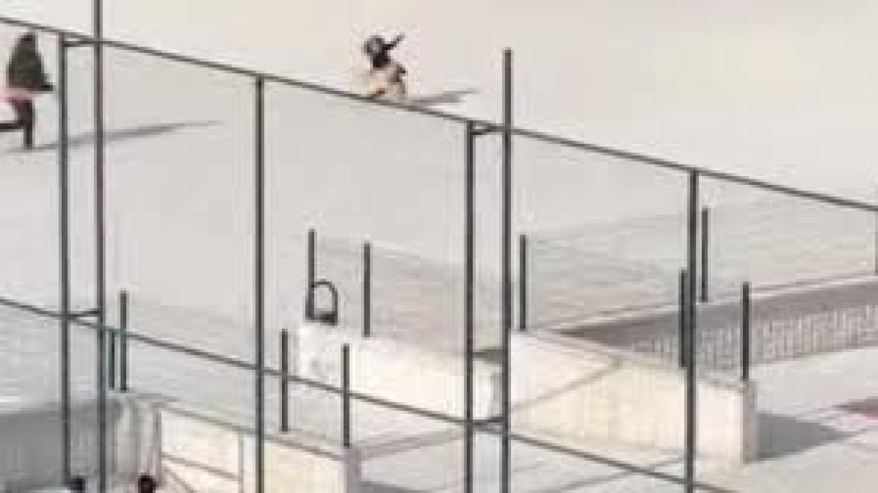 Okul bahçesine giren köpek çocuklara büyük panik yaşattı