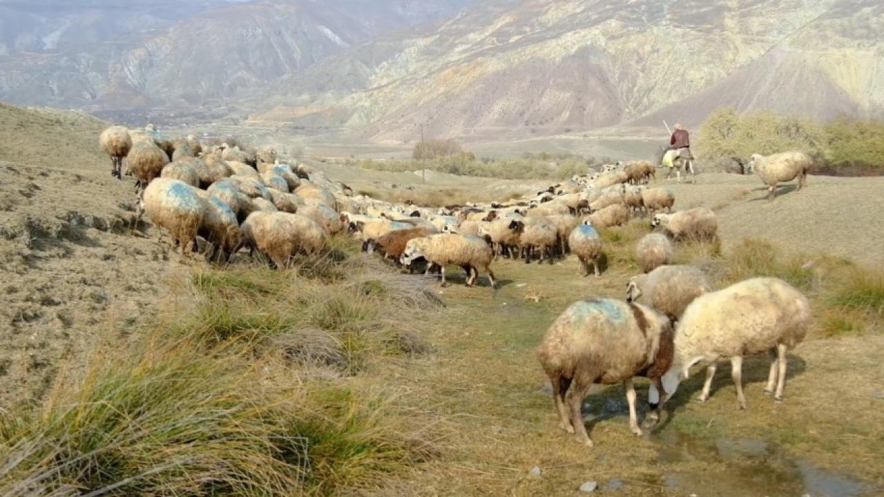 Şaplı hayvanlar meraya atıldı