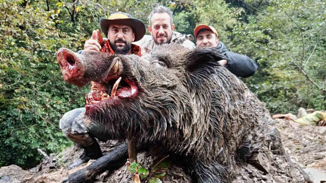 Trabzon’da sürek avında 300 kg’lık domuz avlandı.