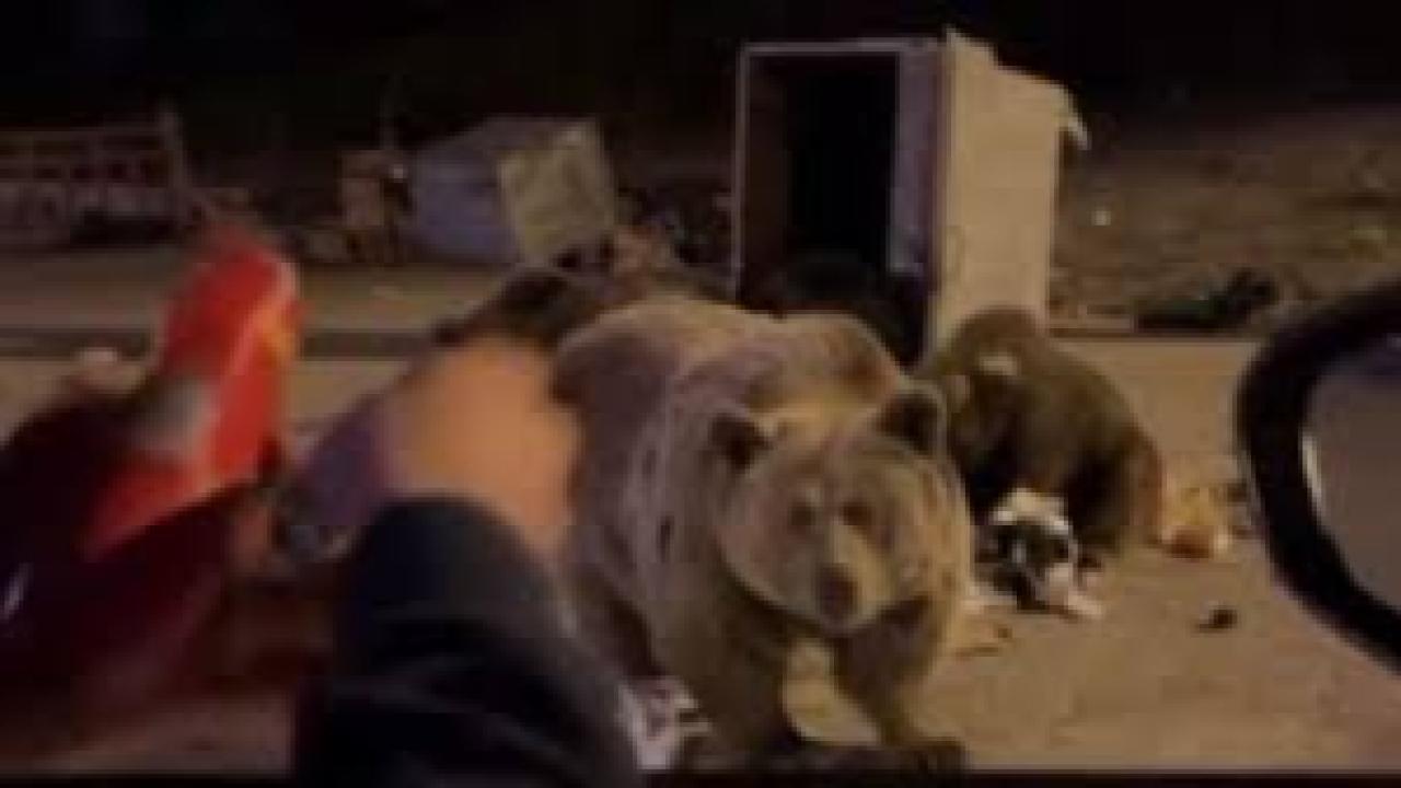 Uludağ’da ayı ailesine sucuk ziyafeti çekerken saldırıya uğradı