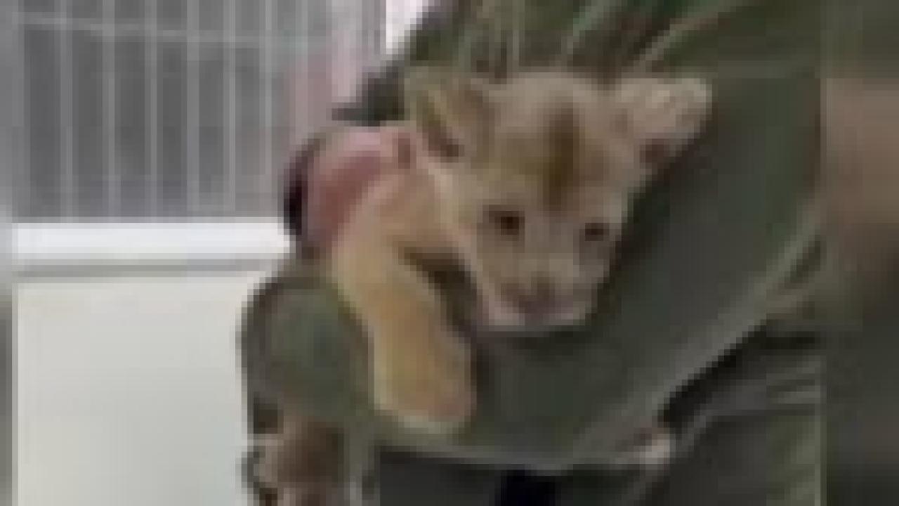 Yasa dışı yolla getirilen Afrika aslanı yavrusuna el konuldu