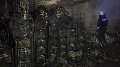 Alanya’da muz sarartma tesisinde yangın: Tonlarca muz zarar gördü